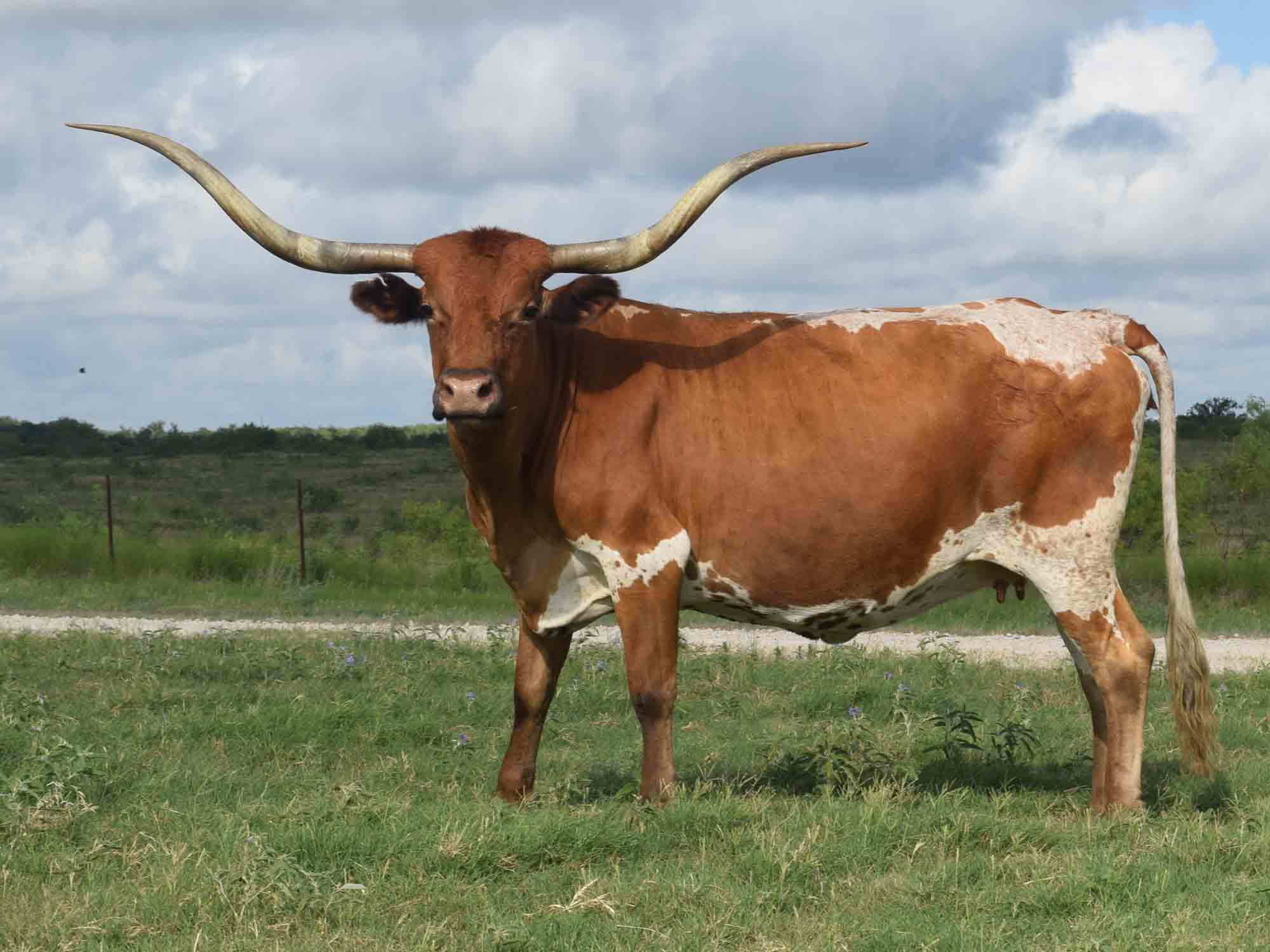 Rocking O Longhorns - Texas Longhorn Cattle For Sale Austin, Texas ...